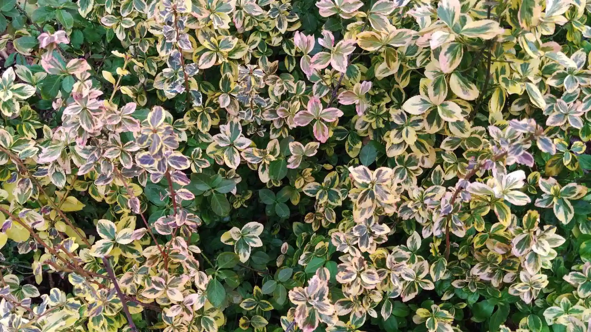 Plant with colorful leaves, placeholder image