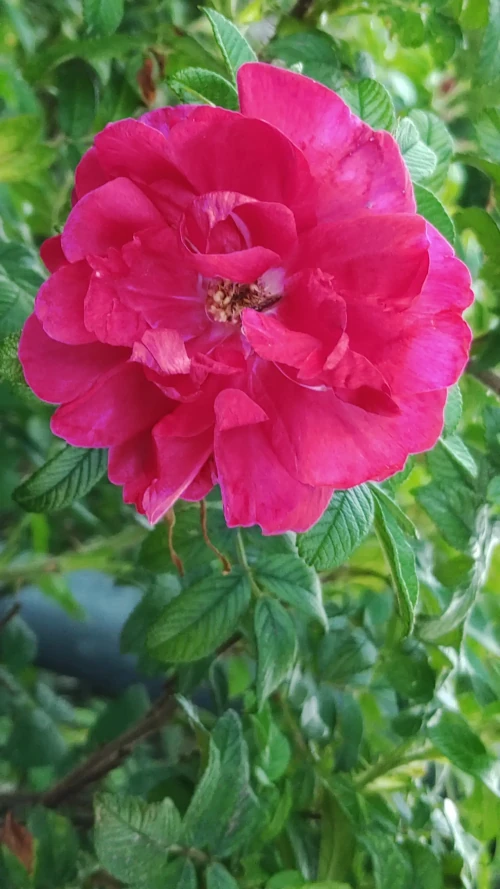 Photo of a rose, placeholder image